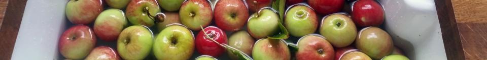 Photo credit: 20150825_181659 Apples from broken tree.jpg